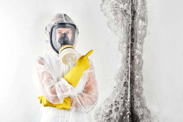 Professional Mold Removal in Cementon, PA